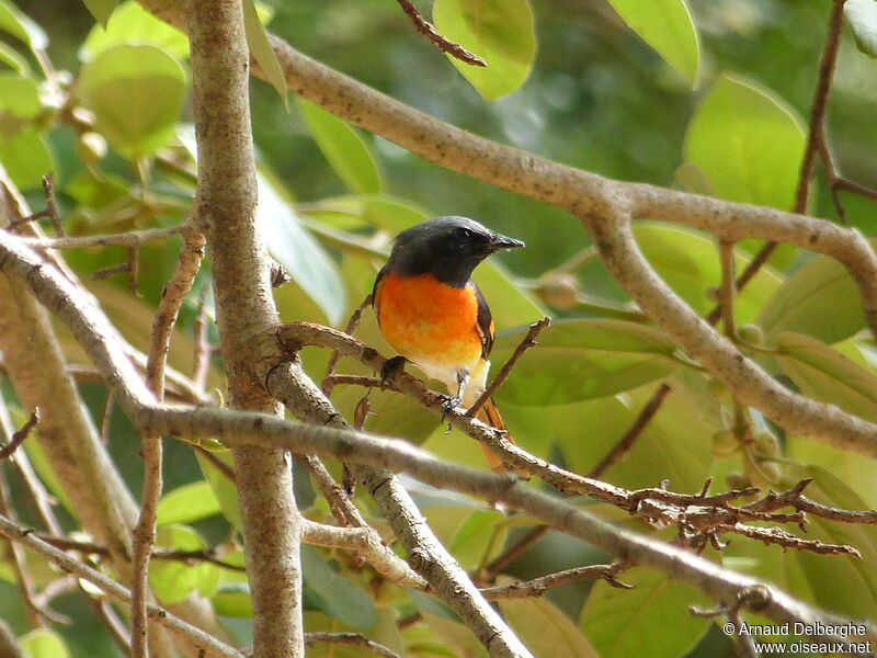 Small Minivet