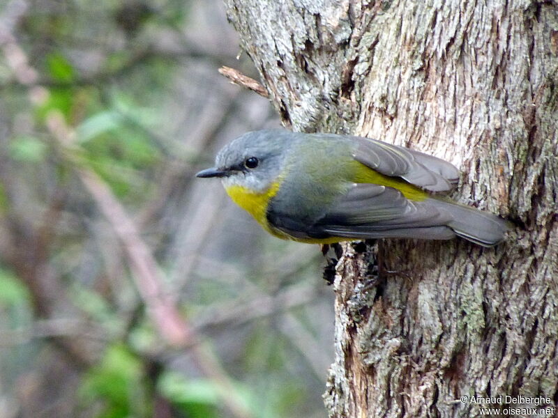 Eastern Yellow Robin