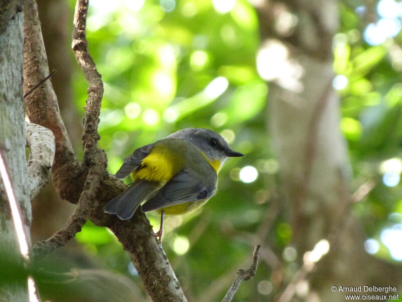 Eastern Yellow Robin