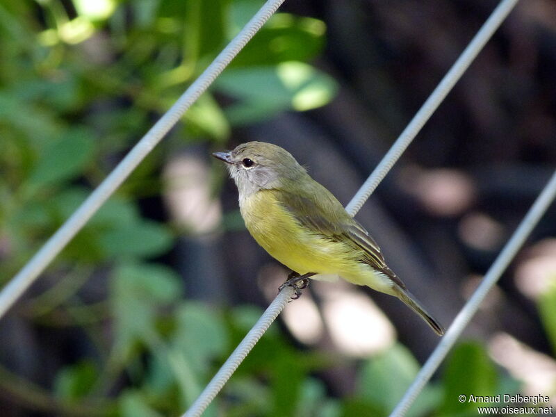 Lemon-bellied Flyrobin