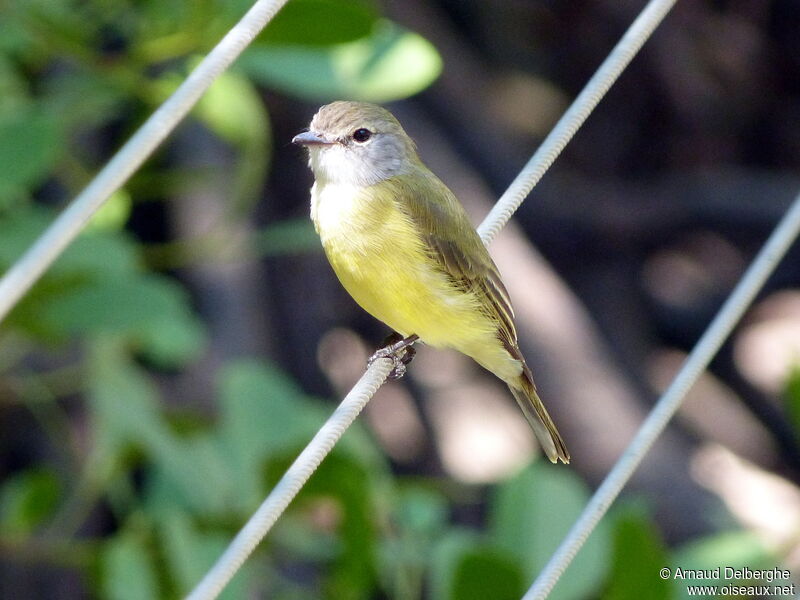 Lemon-bellied Flyrobin