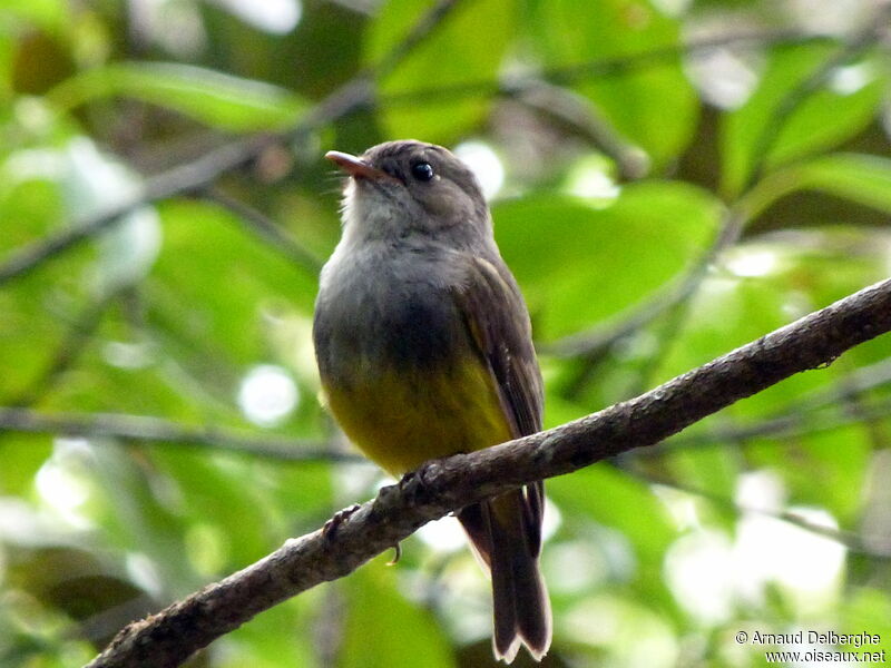 Yellow-bellied Flyrobin