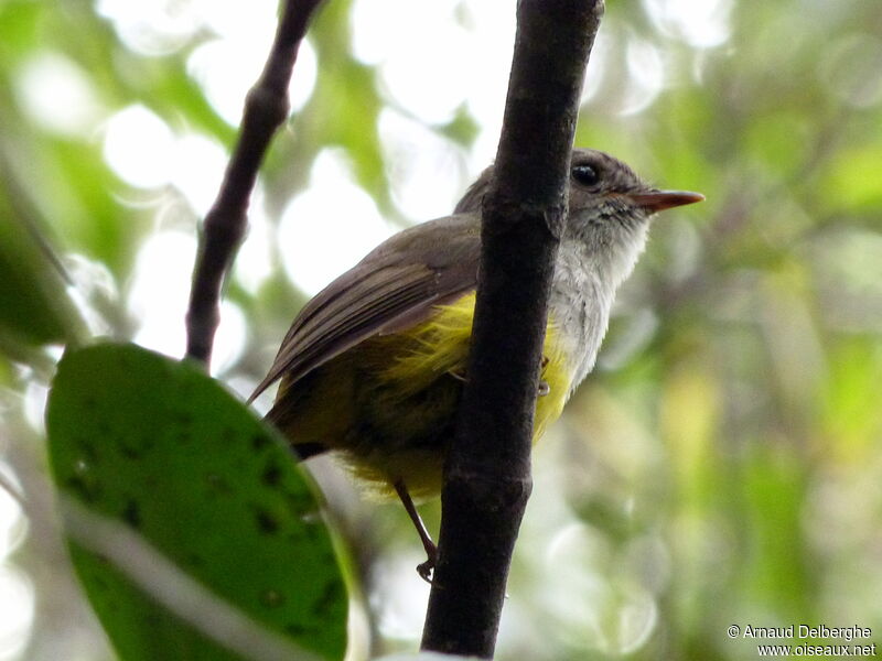 Yellow-bellied Flyrobin