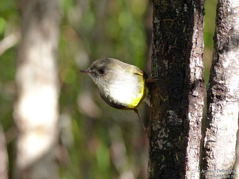 Yellow-bellied Flyrobin