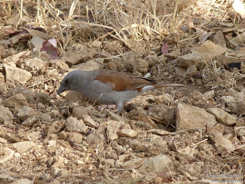 Swainson's Sparrow