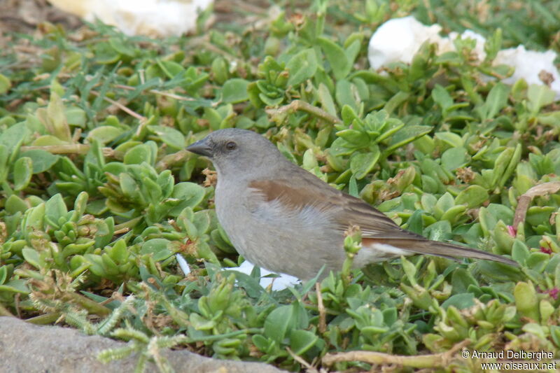 Swainson's Sparrow