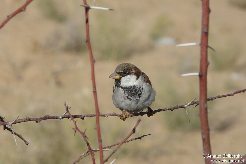 House Sparrow