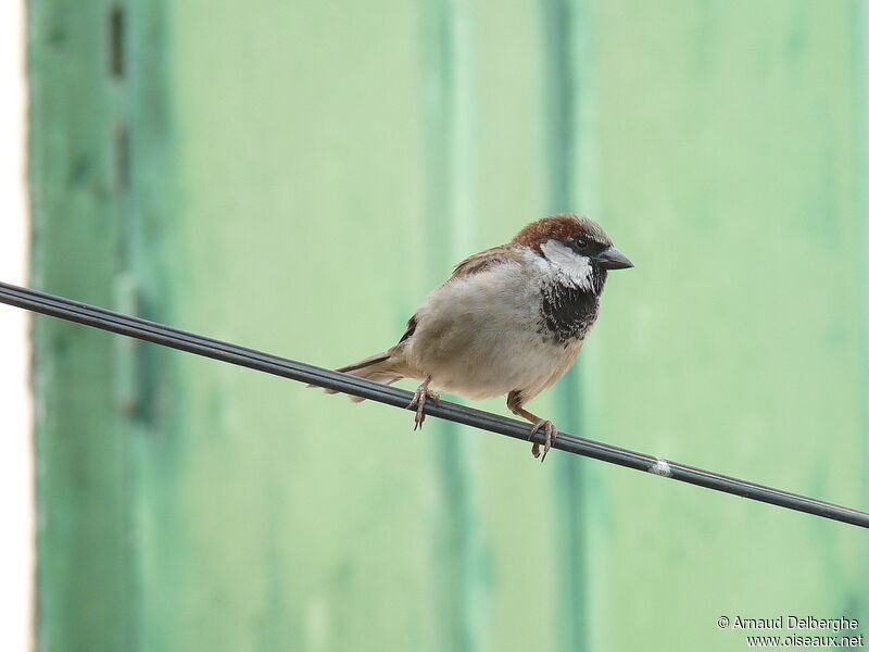 House Sparrow