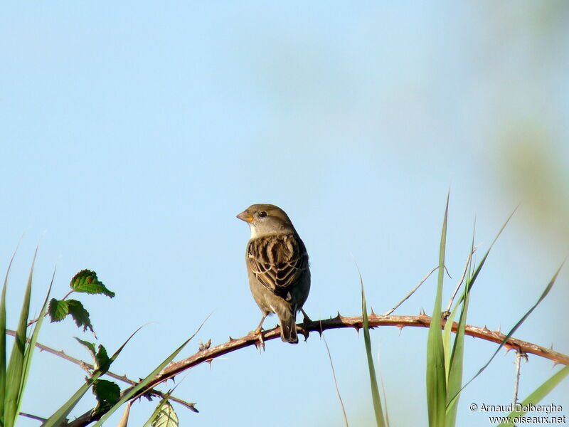 House Sparrow female