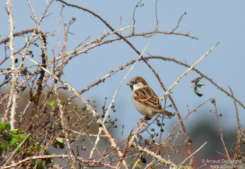 House Sparrow