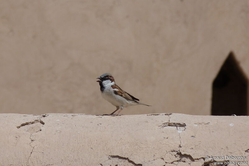 House Sparrow