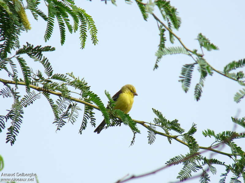 Sudan Golden Sparrow male adult, habitat