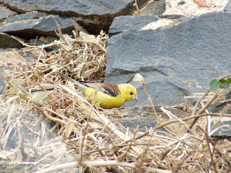 Sudan Golden Sparrow male adult, eats