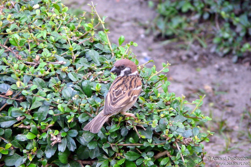 Moineau friquet