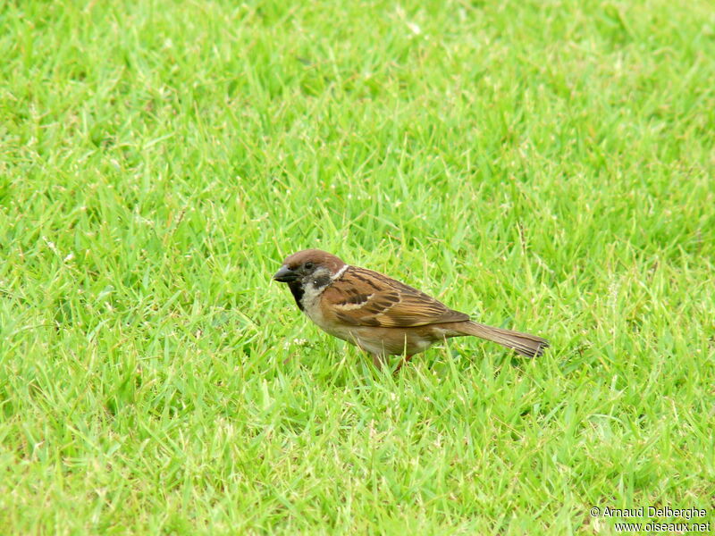 Moineau friquet