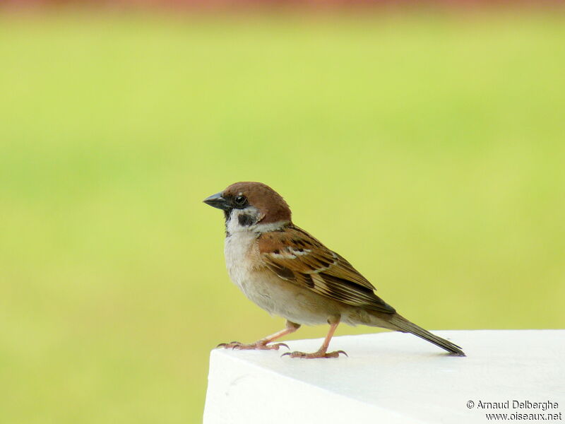 Eurasian Tree Sparrow