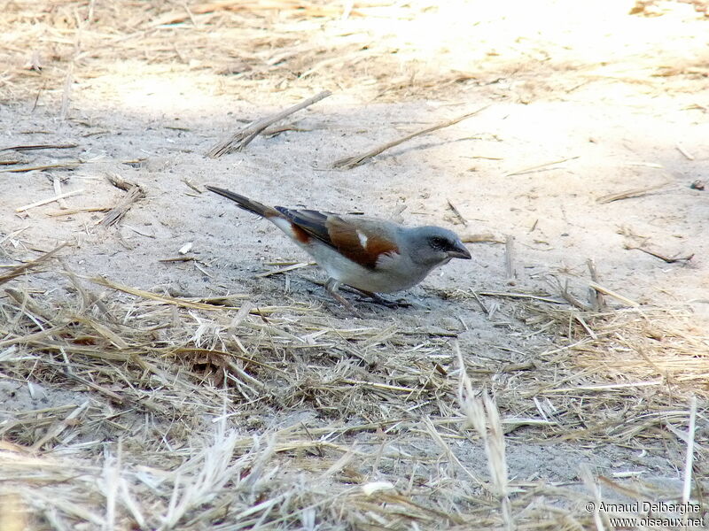 Northern Grey-headed Sparrow