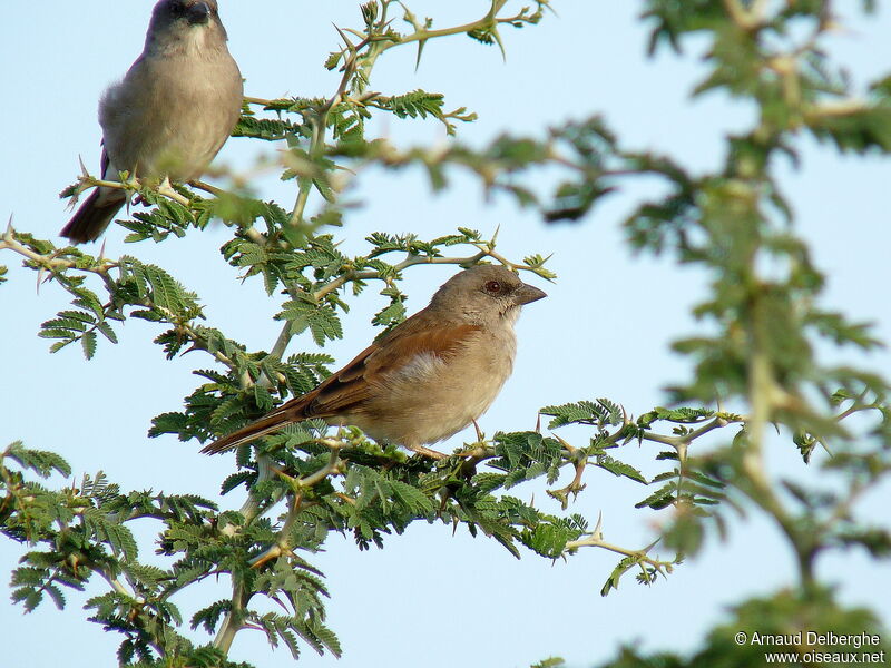 Northern Grey-headed Sparrow