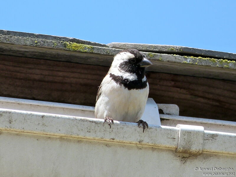 Cape Sparrow