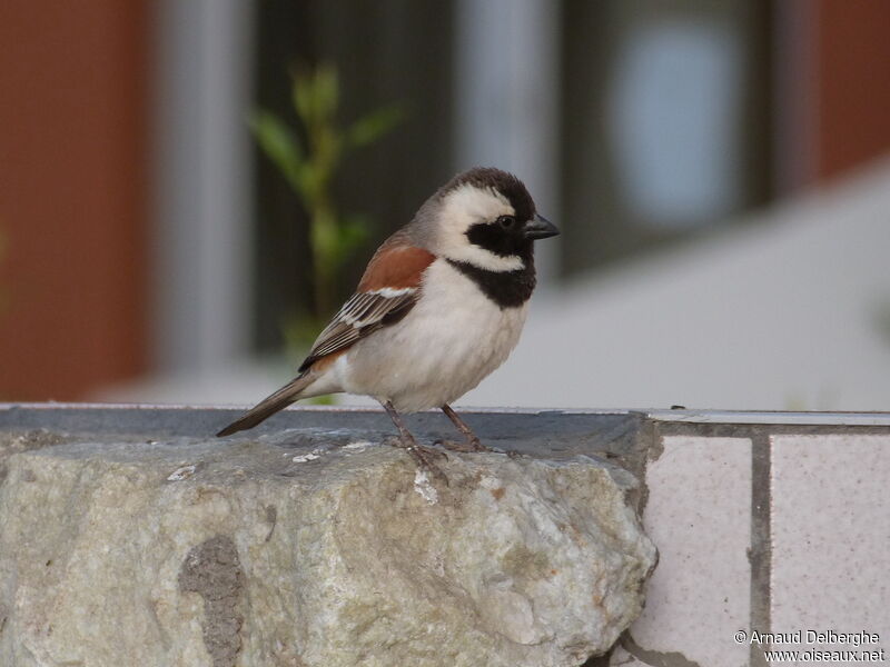 Moineau mélanure