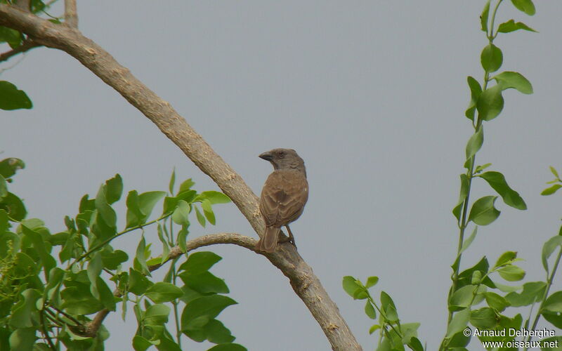 Parrot-billed Sparrow