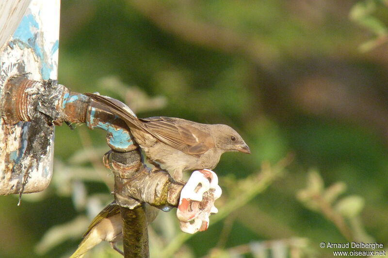 Parrot-billed Sparrow