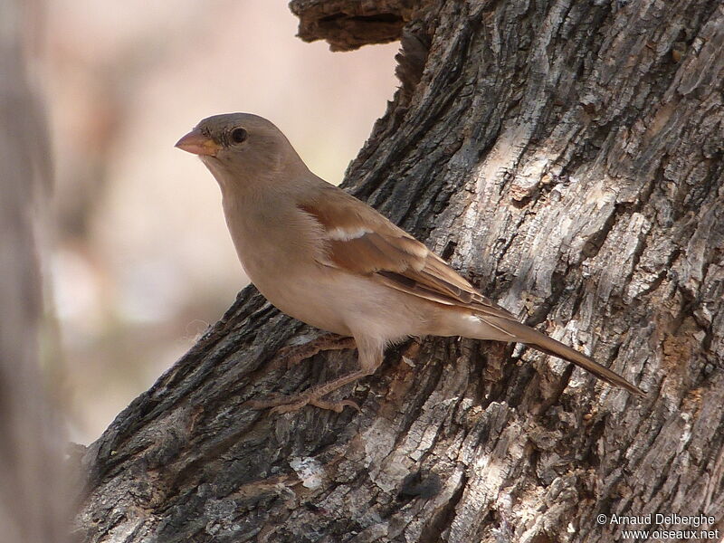 Moineau sud-africain