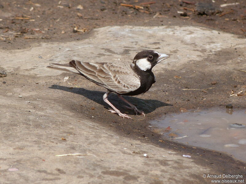 Black-crowned Sparrow-Lark