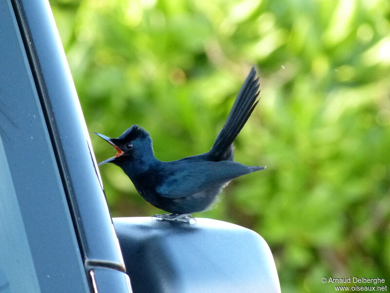 Shining Flycatcher male