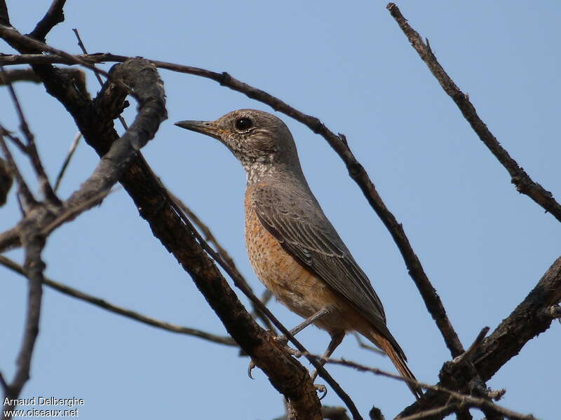 Short-toed Rock Thrush female adult, pigmentation