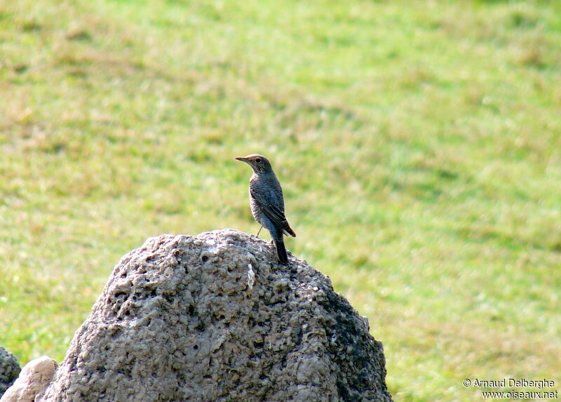 Blue Rock Thrush