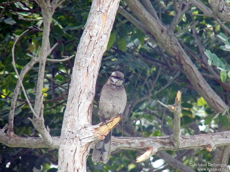 Long-tailed Mockingbird