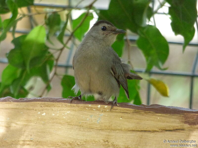 Grey Catbird