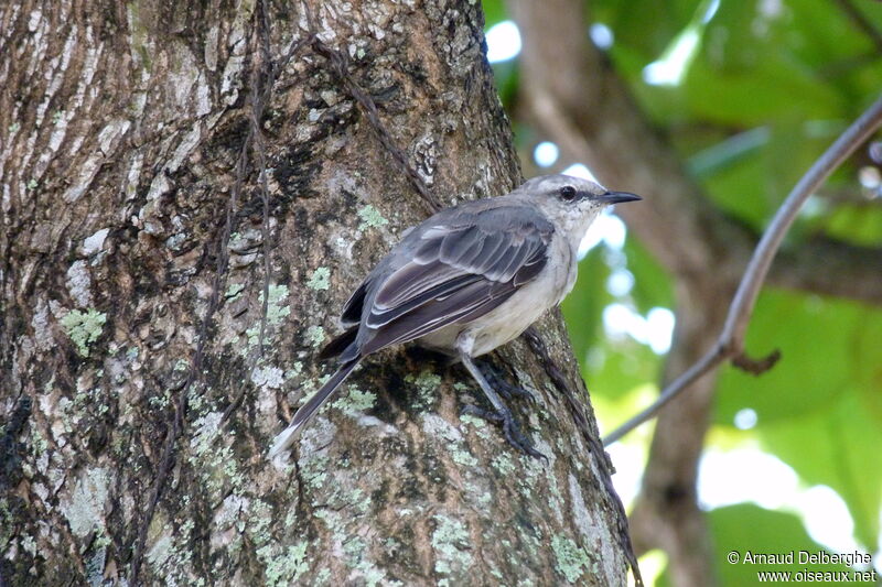 Tropical Mockingbird