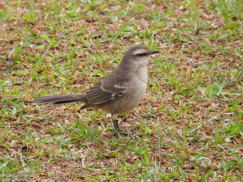 Chalk-browed Mockingbirdimmature, identification