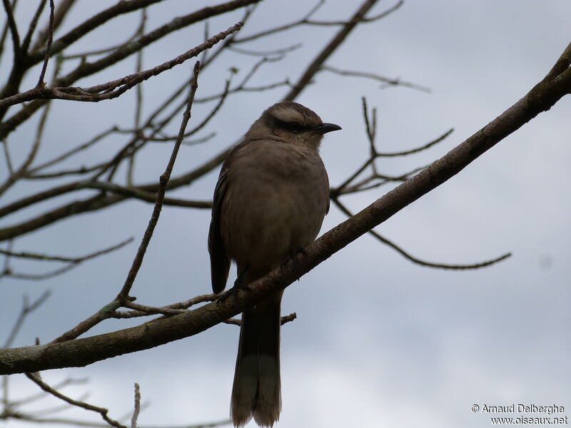 Chalk-browed Mockingbird