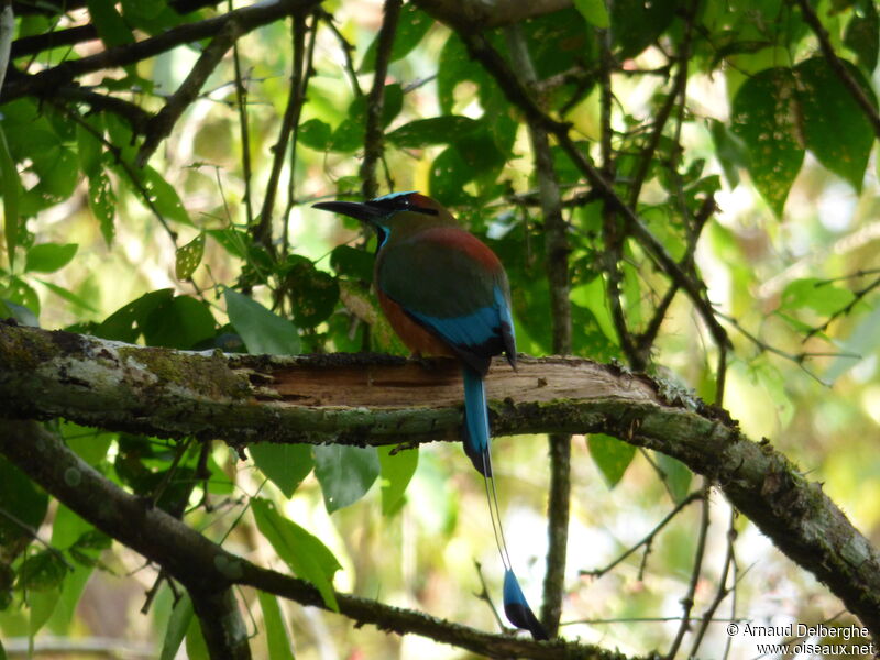 Turquoise-browed Motmot