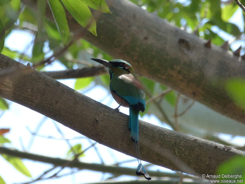 Motmot à sourcils bleus