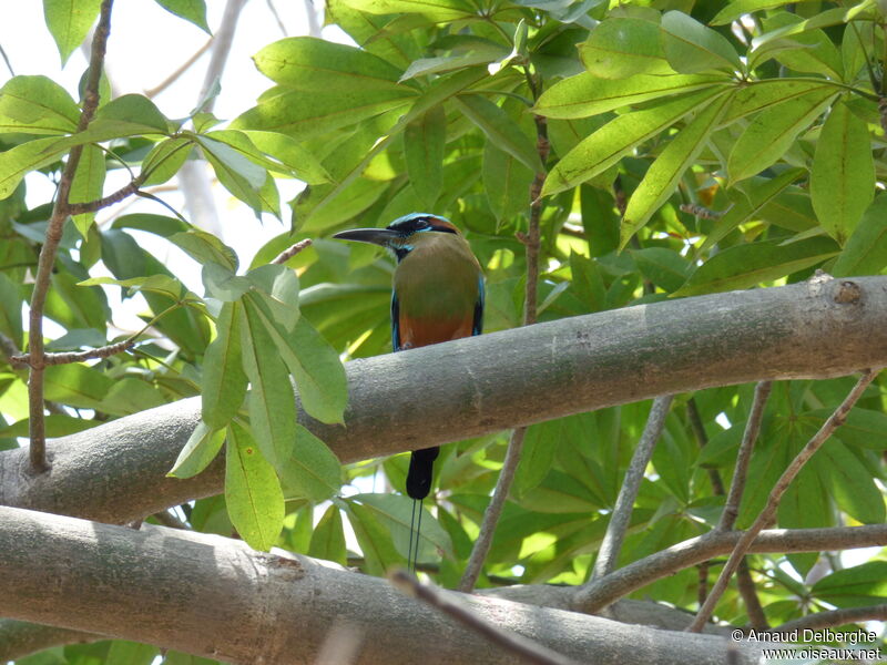 Motmot à sourcils bleus