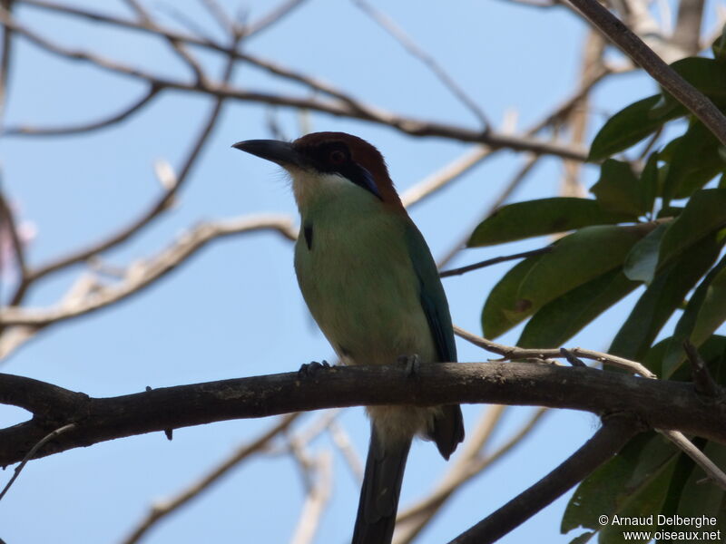 Motmot à tête rousse