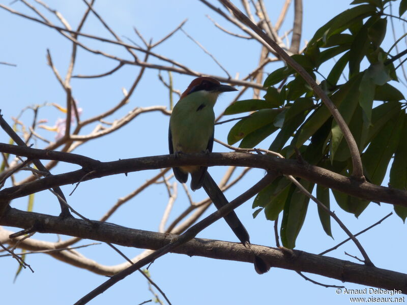 Motmot à tête rousse