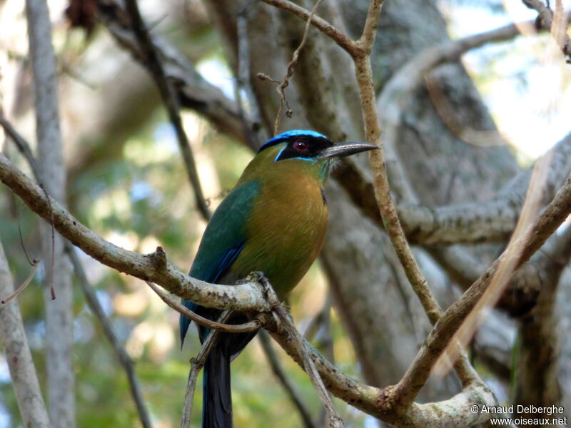 Motmot de Lesson