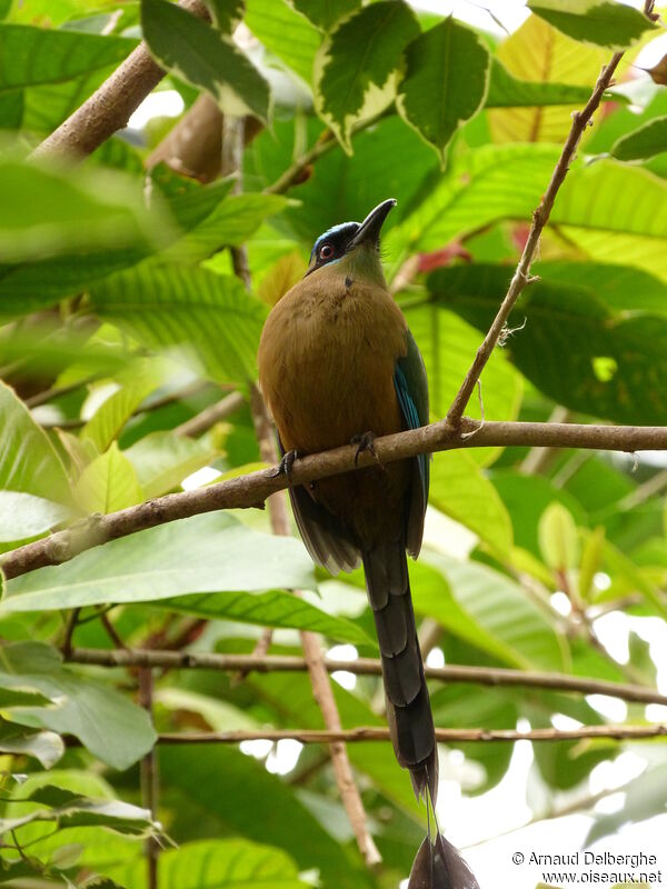 Motmot houtouc