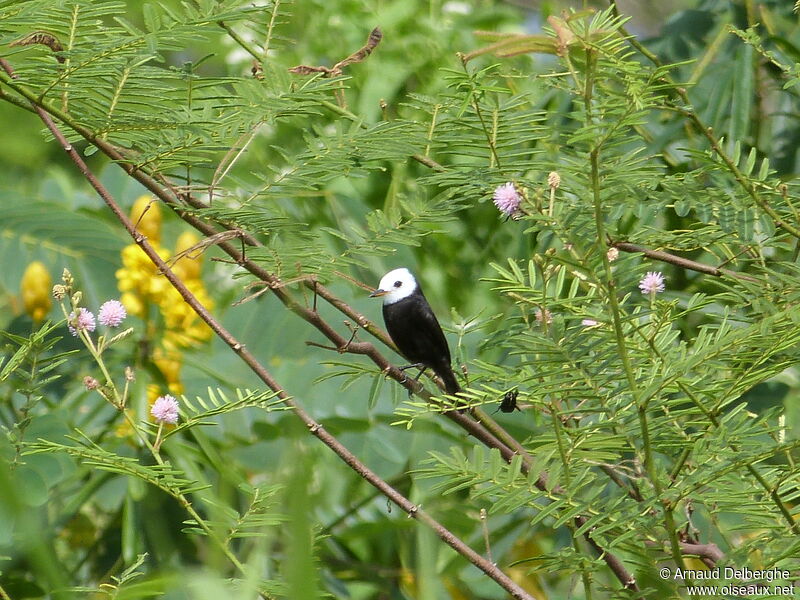 White-headed Marsh Tyrant male