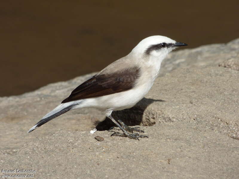 Masked Water Tyrantadult, identification