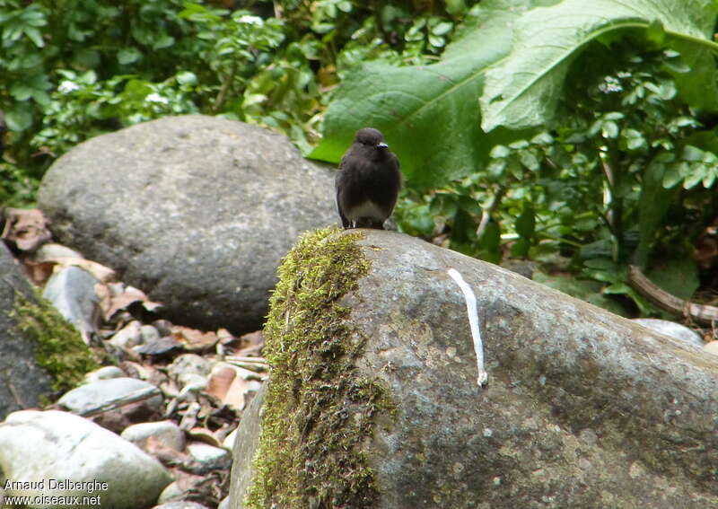 Black Phoebeadult, habitat