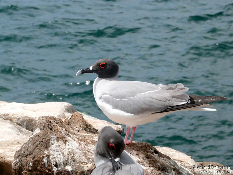 Mouette à queue fourchue