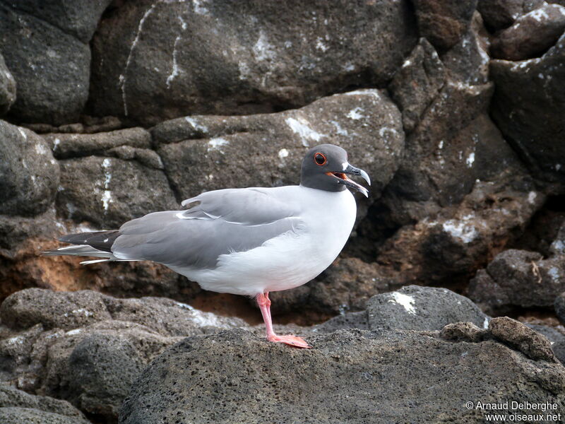 Mouette à queue fourchue