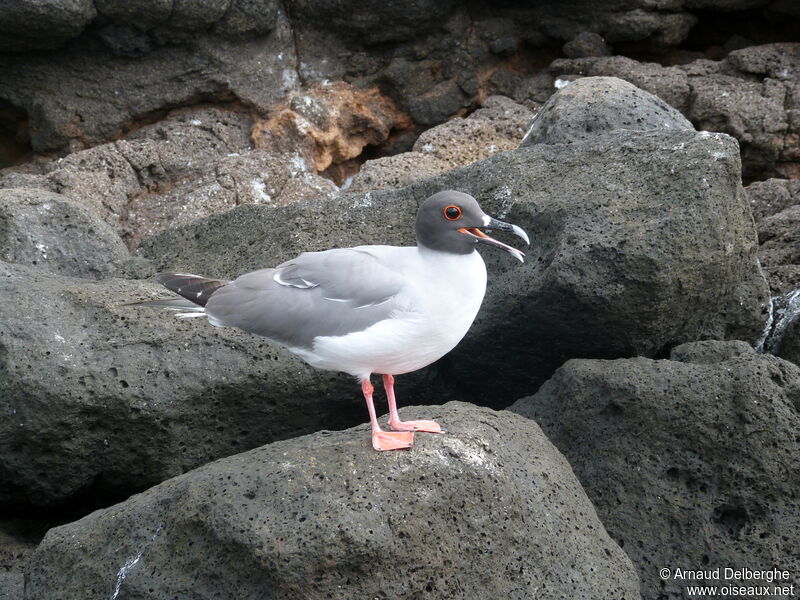 Swallow-tailed Gull