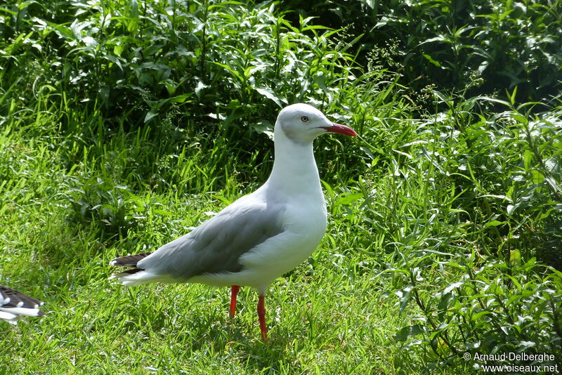 Grey-headed Gull